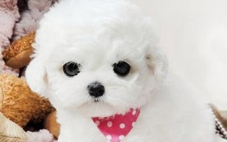 比熊犬的成长与体重变化（揭秘比熊宝宝从出生到12个月龄的变化轨迹）
