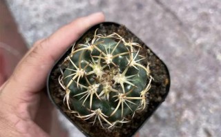 探索最美罗汉品种的奥秘（揭开罗汉之美的独特面纱）