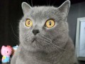 《猫咪发出怪声的奇妙表达方式》（用声音诠释内心世界，猫咪的各种叫声揭示情绪变化）