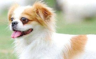 如何训练你的蝴蝶犬（宠物爱好者必看，15个步骤让你的蝴蝶犬变得听话可爱）