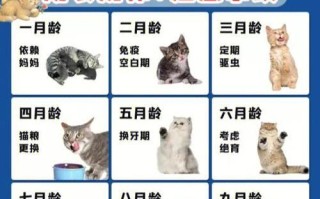 金丝雀饲养指南（如何正确饲养一只健康快乐的金丝雀）