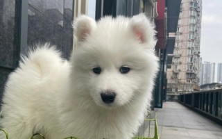 幼犬萨摩耶的饮食指南（了解幼犬萨摩耶的饮食需求，给它们提供适合的食物）