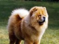 哥威斯犬饲养指南（以宠物为主，打造健康快乐的哥威斯犬生活）