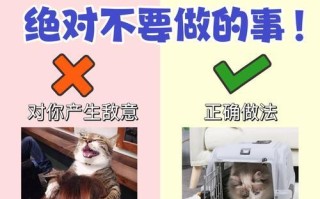 当猫躲起来了怎么办（一起来了解如何应对猫咪的躲避行为）