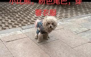 比熊尾巴折了怎么办？（快速处理方法及预防措施）