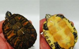 红纹锦龟的饲养方法（打造一个适合红纹锦龟生长的家园）
