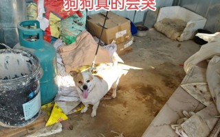 狗狗是否只认一个主人？（揭开狗狗只认一个主人的谜团）