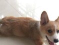 柯基犬大小便定点训练法（如何让你的柯基犬成为规矩乖巧的宠物）
