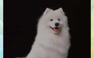 萨摩耶掉牙的原因及处理方法（揭秘萨摩耶掉牙的真相，如何保护你的宠物犬牙齿健康）