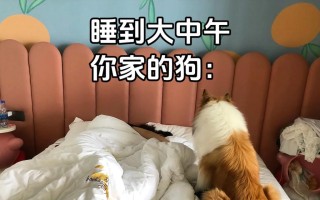 苏格兰牧羊犬能否吃水果？（以宠物为主，谈谈苏格兰牧羊犬的饮食问题）