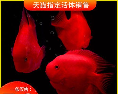 元宝红的饲养方法及注意事项（营养需求和环境要求详解）-第3张图片-萌宠乐园