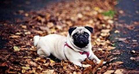 如何解决以巴吉度犬掉毛问题（以宠物为主，让爱犬拥有健康的毛发）-第1张图片-萌宠乐园