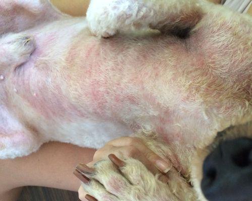 如何解决以巴吉度犬掉毛问题（以宠物为主，让爱犬拥有健康的毛发）-第3张图片-萌宠乐园