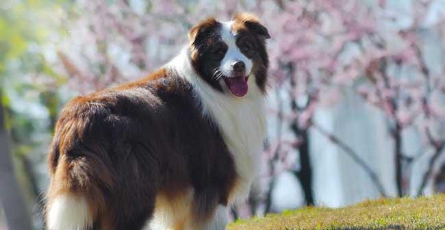 边境牧羊犬的饲养全指南（如何照顾一只健康、快乐的边境牧羊犬）-第2张图片-萌宠乐园