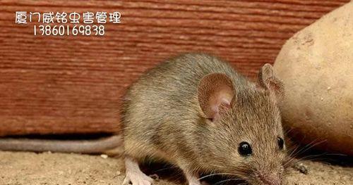 养护黑线鼠的完美指南（以宠物为主的黑线鼠饲养方法）-第2张图片-萌宠乐园