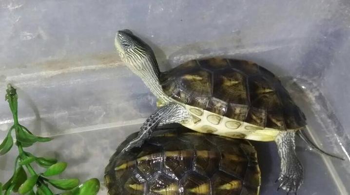菲氏花龟的完美饲养方法（让您的宠物健康成长的关键）-第1张图片-萌宠乐园