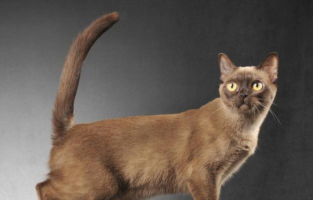 如何饲养缅甸猫？（缅甸猫饲养指南，让你的猫咪健康快乐生活！）-第1张图片-萌宠乐园