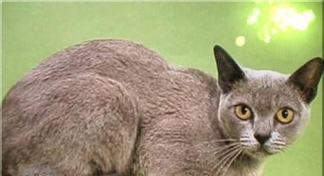 如何饲养缅甸猫？（缅甸猫饲养指南，让你的猫咪健康快乐生活！）-第2张图片-萌宠乐园