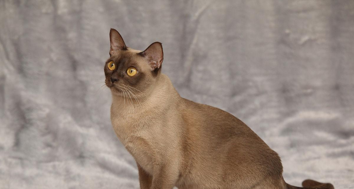 如何饲养缅甸猫？（缅甸猫饲养指南，让你的猫咪健康快乐生活！）-第3张图片-萌宠乐园