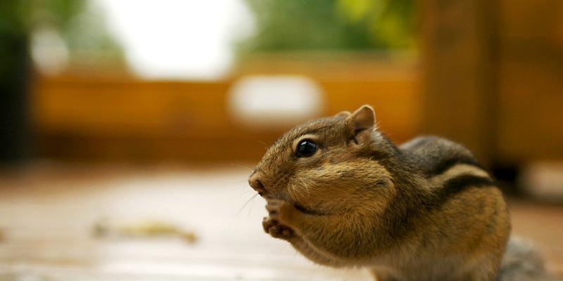 高山白腹鼠的饲养方法（如何打造一个健康快乐的高山白腹鼠家庭）-第1张图片-萌宠乐园