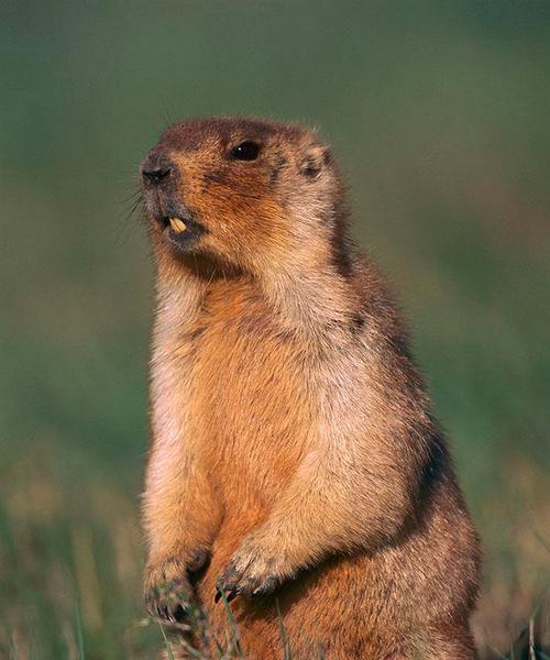 高山白腹鼠的饲养方法（如何打造一个健康快乐的高山白腹鼠家庭）-第3张图片-萌宠乐园