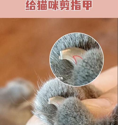 如何让你的猫咪乖乖剪指甲？（从宠物教育到正确工具选择，让你的猫咪快乐又健康地生活）-第2张图片-萌宠乐园