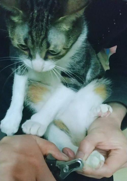 如何让你的猫咪乖乖剪指甲？（从宠物教育到正确工具选择，让你的猫咪快乐又健康地生活）-第1张图片-萌宠乐园