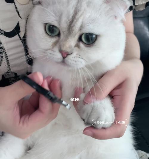 如何让你的猫咪乖乖剪指甲？（从宠物教育到正确工具选择，让你的猫咪快乐又健康地生活）-第3张图片-萌宠乐园