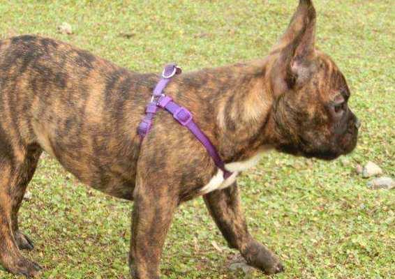 老年犬喂养方法——以老年拳师犬为例（保健、饮食、运动应该如何配合？）-第1张图片-萌宠乐园