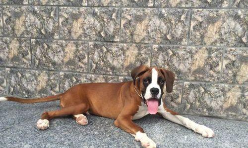 老年犬喂养方法——以老年拳师犬为例（保健、饮食、运动应该如何配合？）-第2张图片-萌宠乐园