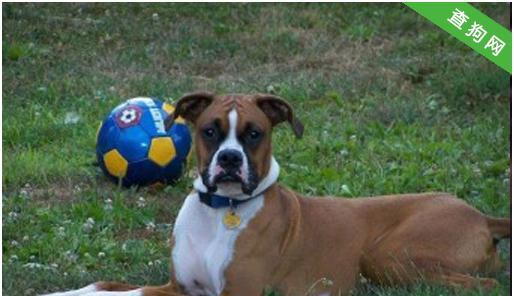 老年犬喂养方法——以老年拳师犬为例（保健、饮食、运动应该如何配合？）-第3张图片-萌宠乐园