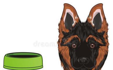 大丹犬咳嗽的原因、预防和治疗（宠物保健小贴士）-第2张图片-萌宠乐园