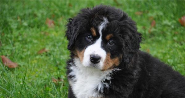 如何让你的以伯恩山犬增肥？（以宠物为主，教你正确的喂养方式）-第1张图片-萌宠乐园