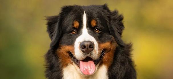 如何让你的以伯恩山犬增肥？（以宠物为主，教你正确的喂养方式）-第2张图片-萌宠乐园