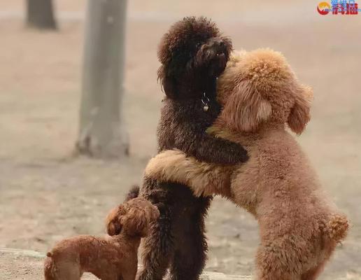 宠物狗狗的繁殖管理（了解狗狗繁殖，让爱不再遗憾）-第3张图片-萌宠乐园