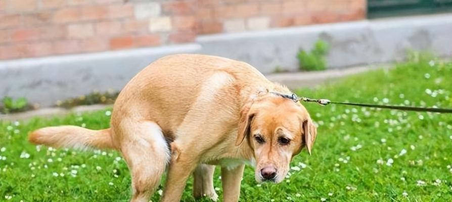 用笼子训练狗狗大小便的方法（让你的宠物在笼子里养成好习惯）-第1张图片-萌宠乐园