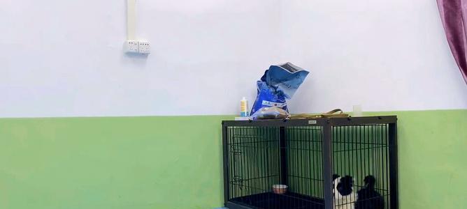 用笼子训练狗狗大小便的方法（让你的宠物在笼子里养成好习惯）-第3张图片-萌宠乐园