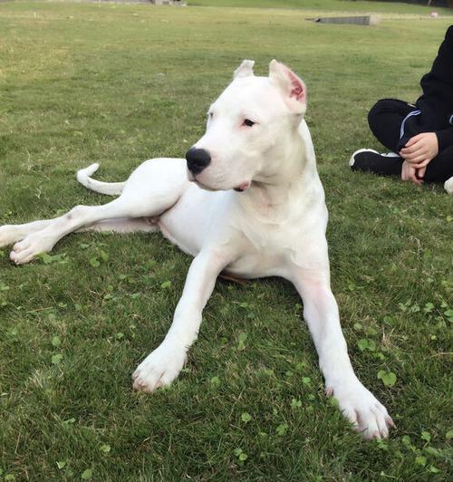 如何给以杜高老年犬特殊照顾（关爱你的老伴，让他的晚年更舒适）-第1张图片-萌宠乐园