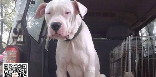 如何给以杜高老年犬特殊照顾（关爱你的老伴，让他的晚年更舒适）-第2张图片-萌宠乐园