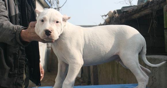 如何给以杜高老年犬特殊照顾（关爱你的老伴，让他的晚年更舒适）-第3张图片-萌宠乐园