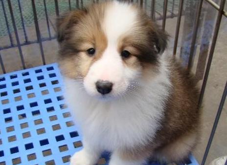 冬季怎么照顾苏格兰牧羊犬？（宠物的健康需求、）-第1张图片-萌宠乐园