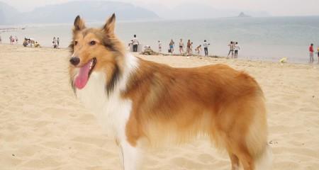 冬季怎么照顾苏格兰牧羊犬？（宠物的健康需求、）-第3张图片-萌宠乐园