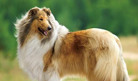 冬季怎么照顾苏格兰牧羊犬？（宠物的健康需求、）-第2张图片-萌宠乐园