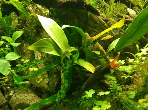 红尾黑鲨的饲养方法（如何打造健康、舒适的水族馆）-第2张图片-萌宠乐园