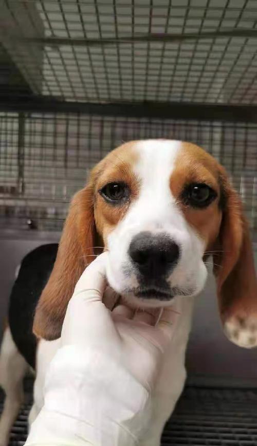 如何训练比格犬不咬人？（培养比格犬友善性格的有效方法，）-第2张图片-萌宠乐园