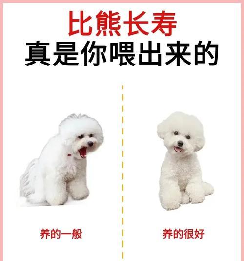 养比熊犬要避免的饮食禁忌（关注比熊犬的饮食禁忌，让它健康快乐）-第1张图片-萌宠乐园