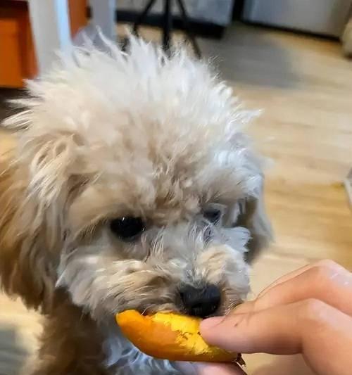 提升狗狗毛发的食物秘籍（探索改善狗狗毛发的营养食品）-第1张图片-萌宠乐园