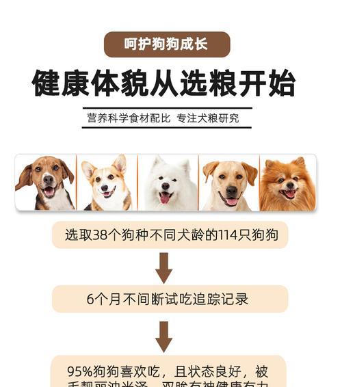 如何正确照顾萨摩耶的饮食及注意事项（萨摩耶每天所需狗粮量及饮食习惯）-第1张图片-萌宠乐园