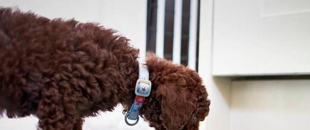 养泰迪犬一个月的开销及相关方面介绍（泰迪犬的养育成本及养护知识）-第2张图片-萌宠乐园