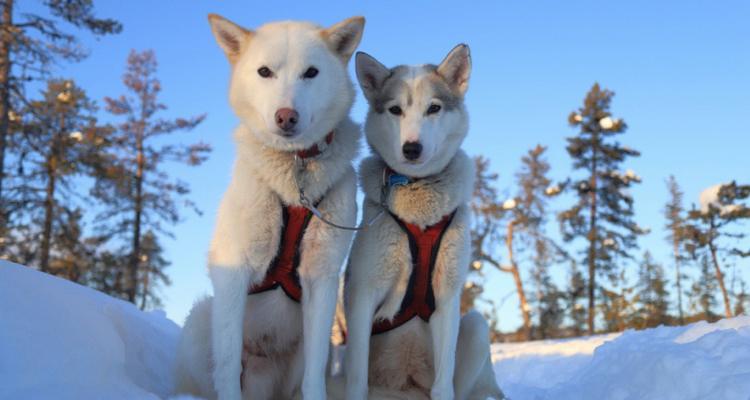 世界顶级雪橇犬，哈士奇排名第一（了解哈士奇，雪橇犬中的王者）-第1张图片-萌宠乐园